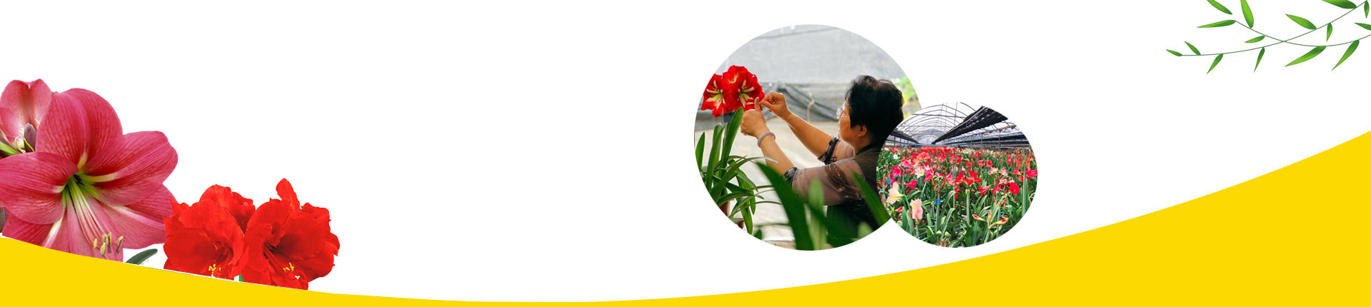 The Shengyin hippeastrum germplasm collection
