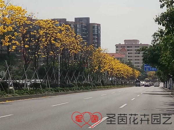 A Shengyin landscaping project in Dongguan